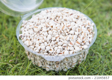 seeds of job's tears in plastic box on the grass seeds of job's tears in plastic box on the grass 21045657