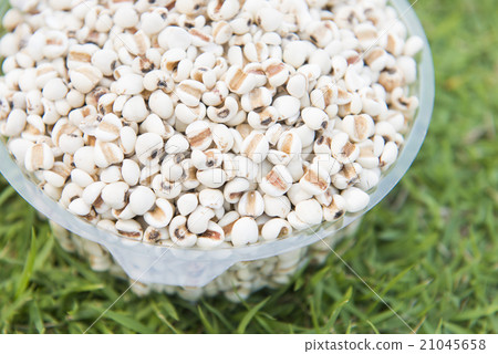 seeds of job's tears in plastic box on the grass 21045658