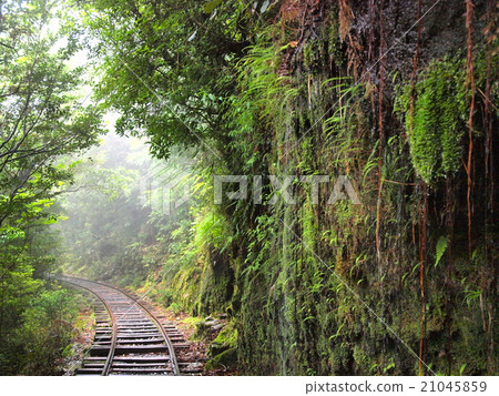 Morning trolley road Yakushima Morning trolley road Yakushima 21045859