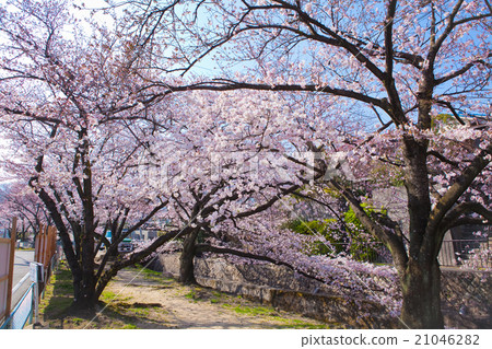 Nishinomiya Shikaraen的櫻花 Nishinomiya Shikaraen的櫻花 21046282