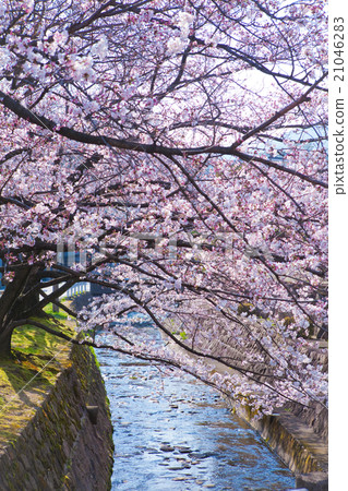 Nishinomiya Shikaraen的櫻花 Nishinomiya Shikaraen的櫻花 21046283