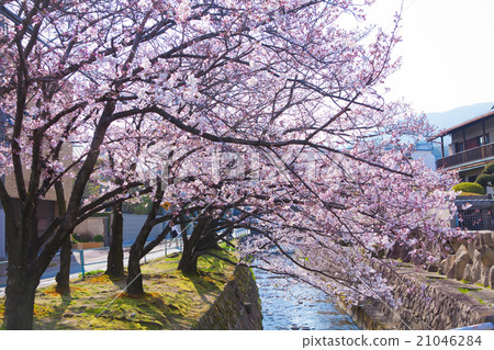 Cherry blossoms at Nishinomiya Shikaraen Cherry blossoms at Nishinomiya Shikaraen 21046284