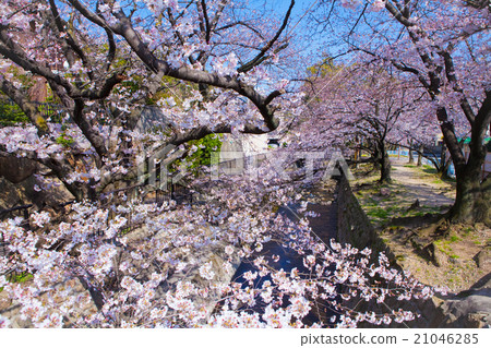 Nishinomiya Shikaraen的櫻花 Nishinomiya Shikaraen的櫻花 21046285