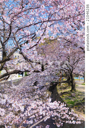 Nishinomiya Shikaraen的櫻花 21046286