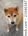 Shiba Inu 21046387