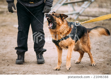 German Shepherd Dog training. Biting dog. German Shepherd Dog training. Biting dog. 21046388