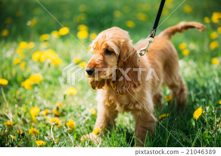 Funny Red English Cocker Spaniel Dog In Green Funny Red English Cocker Spaniel Dog In Green 21046389