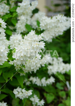 Himeji Togi 21046542