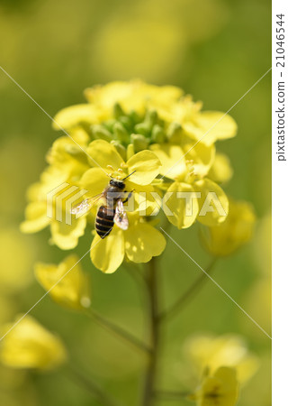 Rape flowers and honeybee spring has come Rape flowers and honeybee spring has come 21046544