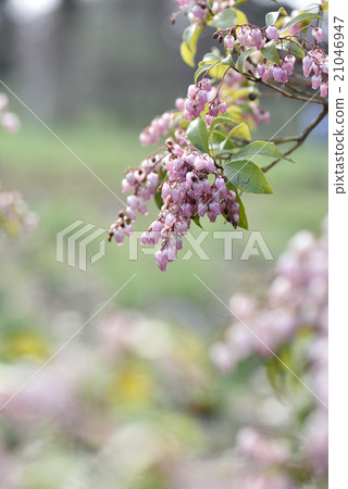 Akebono Abebi 21046947