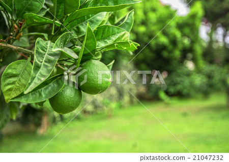 Lime tree fruits Lime tree fruits 21047232