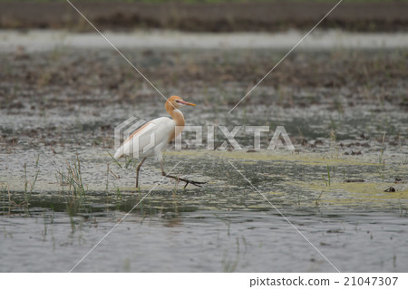 Amazagi與美麗的亞麻色 21047307