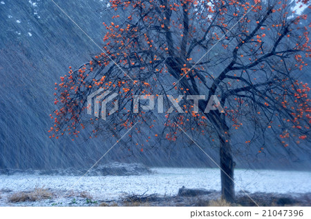 剩下的柿子 21047396