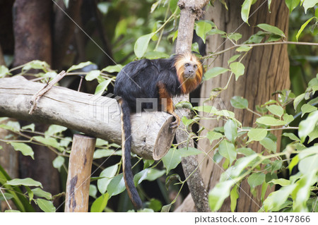 golden-headed lion tamarin golden-headed lion tamarin 21047866