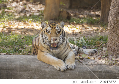 Bengal tiger 21047872