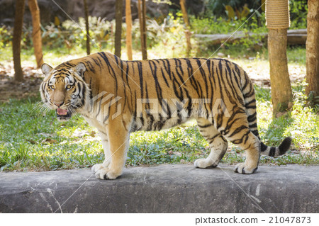 Bengal tiger walking 21047873