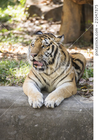 Bengal tiger sleeping 21047875