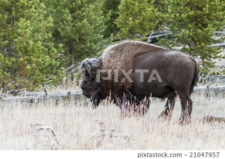 Frost Bison in Yellowstone National Park 21047957