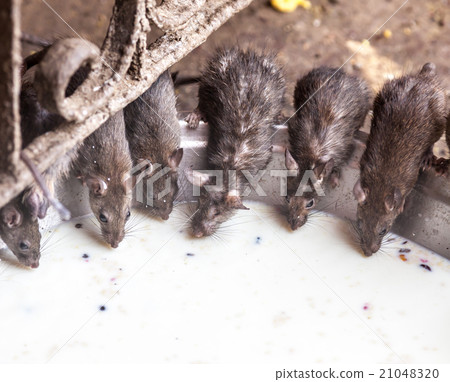 rat temple, BIkaner 21048320