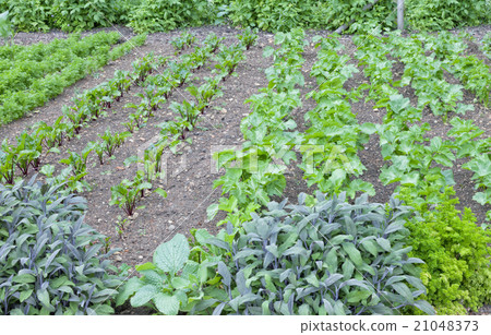 vegetable herb garden carrots beetroot celery food 21048373