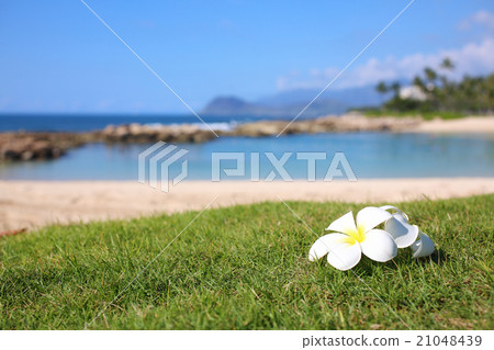 Plumeria Beach 21048439