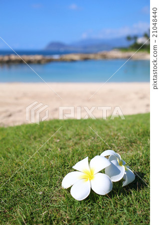 Plumeria Beach Plumeria Beach 21048440
