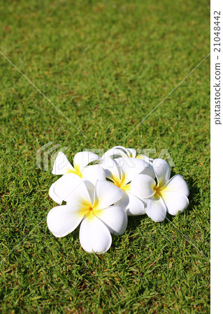 Plumeria Plumeria 21048442