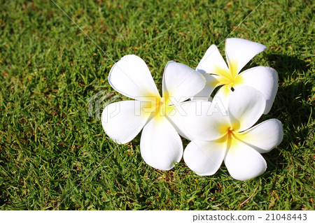 Plumeria Plumeria 21048443