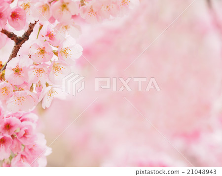櫻花了 21048943