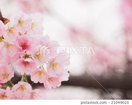 櫻花了 櫻花了 21049020