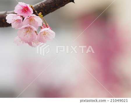 櫻花了 櫻花了 21049021