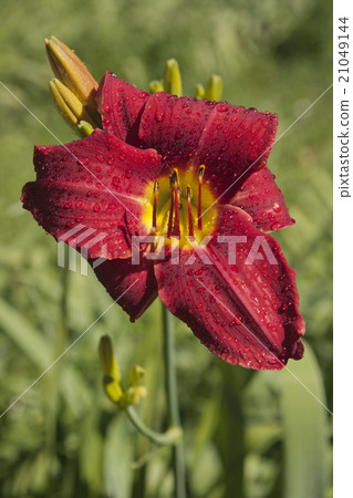 Red lily covered in rain drops 21049144
