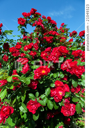 bush of red roses bush of red roses 21049323