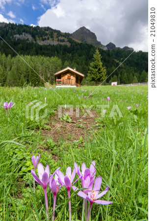 Val San Nicolo in Fassa Valley 21049810
