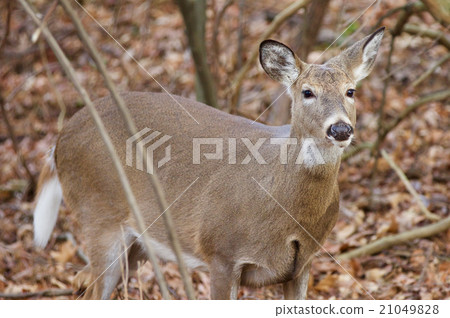 Beautiful image of a deer in the forest Beautiful image of a deer in the forest 21049828