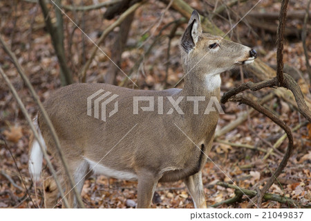 Background with a deer looking at something 21049837