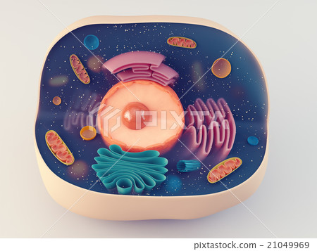 Anatomical structure of animal cell 21049969