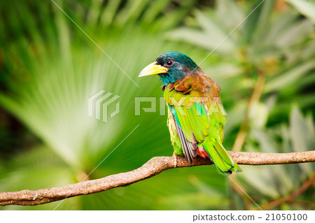 Exotic colorful bird sitting on a branch 21050100