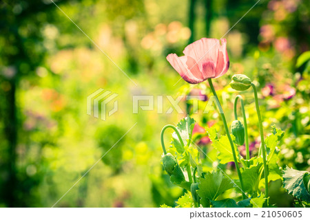 Red poppy in a summer meadow on sunny day Red poppy in a summer meadow on sunny day 21050605