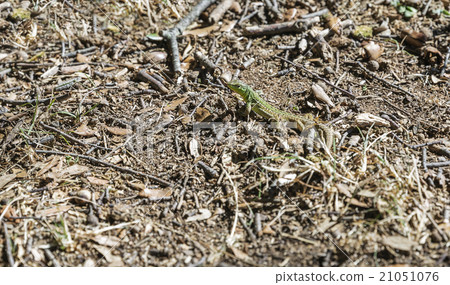 European lizard with natural background European lizard with natural background 21051076