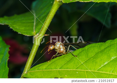 weaver ant queen on green leaf weaver ant queen on green leaf 21051917