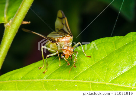 weaver ant queen on green leaf weaver ant queen on green leaf 21051919