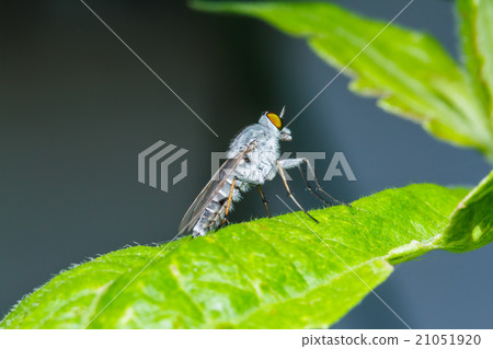 Fly on green leaf Fly on green leaf 21051920