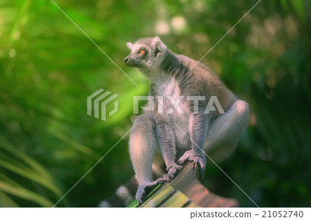Ring-tailed lemur sun-loving primates  21052740