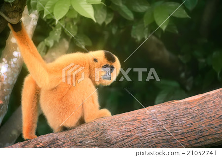 Yellow-cheeked gibbon female, Nomascus gabriellae  21052741