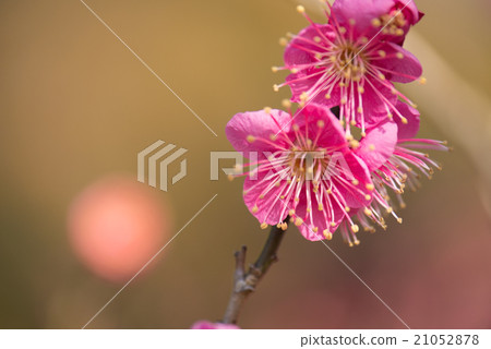 公開拍賣 21052878