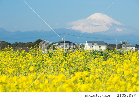 Mt Fuji and rape blossoms Mt Fuji and rape blossoms 21052887
