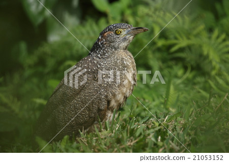 Living things Birds Zwolomus goby, sunny days after heavy weather, young birds leaving the forest during daytime feeding 21053152