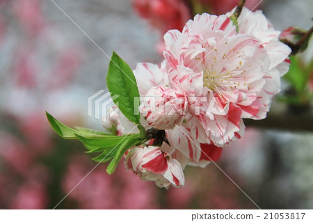 桃花 桃花 21053817