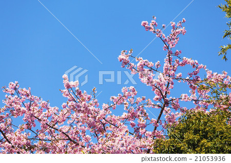  櫻花和藍天 21053936